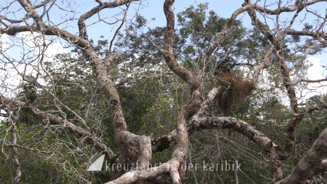 Belize – Epiphyten auf Urwaldbäumen