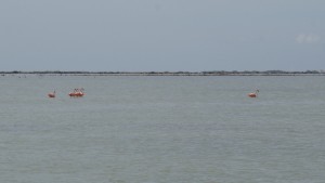 Flamingos im Pekelmeer
