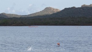 Goto Meer Bonaire mit Flamingos