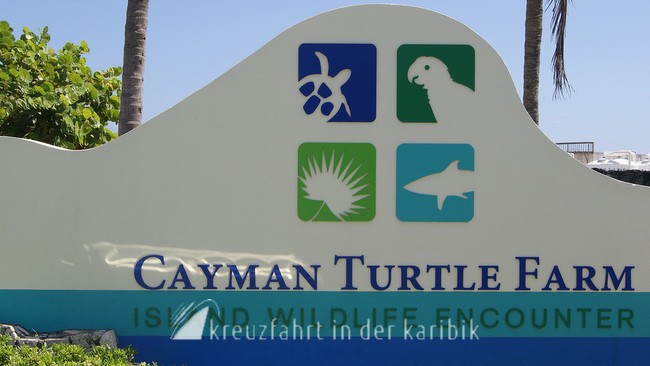 Schildkrötenfarm auf Grand Cayman